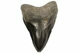 Fossil Megalodon Tooth - Georgia #80053-1